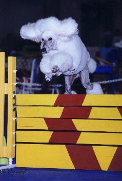 Poodle over the High Jump